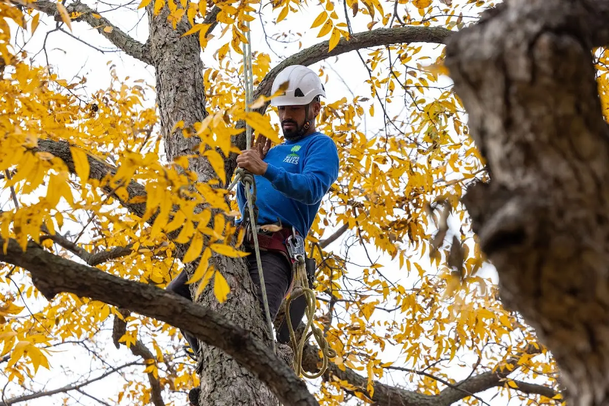 Skilled Tree Transplanting crew working in Butler